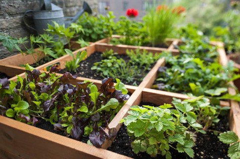 Square foot gardening by planting flowers