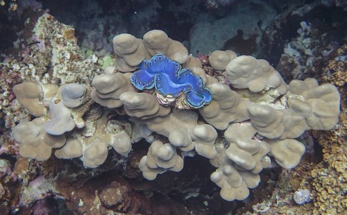 Giant clam on hard coral