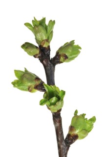 Sour cherry