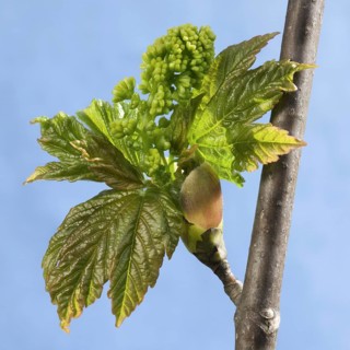 Sycamore Maple
