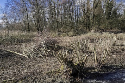 Trimmed willow trees and bundles of cut wood
