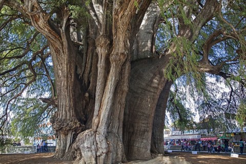 Tule Tree
