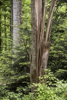 Storm damage in forest showing broken tree trunk