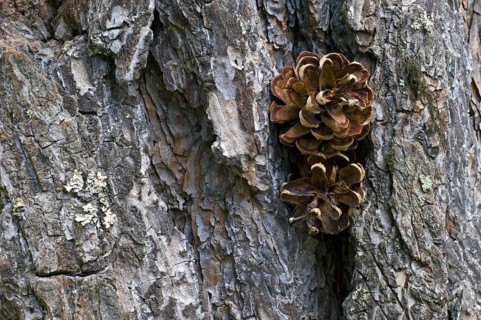 Pine cones