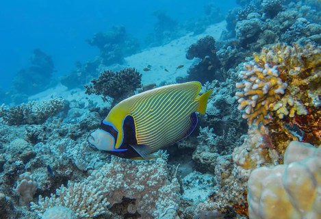 Emperor Angelfish