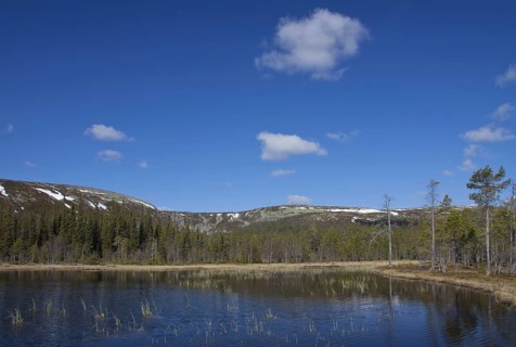 Moorland at the Fulufjaellet National Park