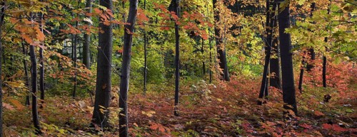 Northern red oak