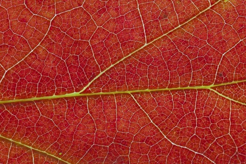 Northern red oak