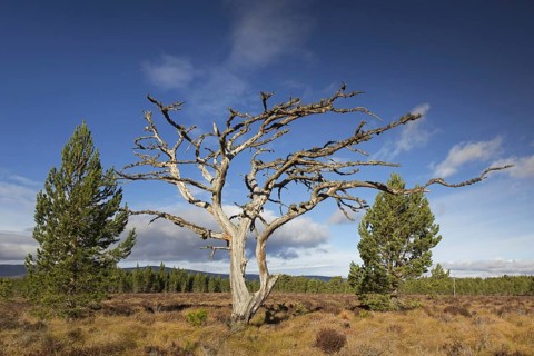 Dead Scots pine
