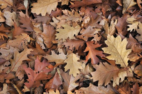 Northern red oak