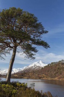Scots pine
