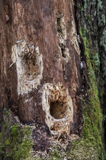 Several holes in tree trunk hammered by woodpecker looking for grubs in dead wood in forest