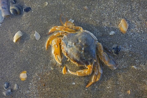 Dead flying crab