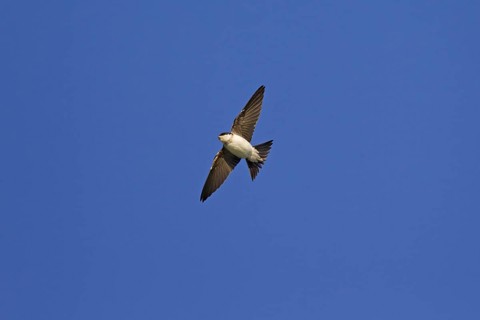 Common House Martin