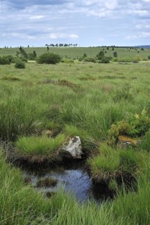 Pond