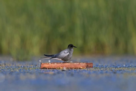 Black tern