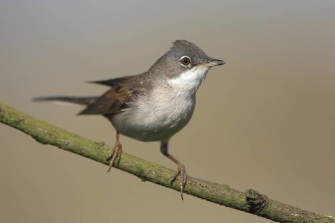 Common Whitethroat