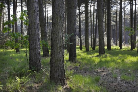 European black pine