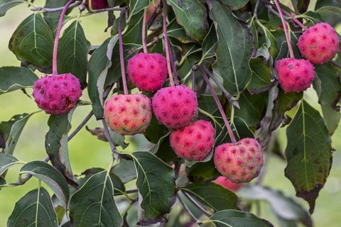Chinese dogwood