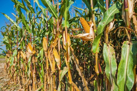 Horizontal version Plant row Maize Maize