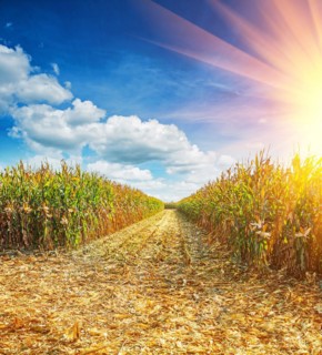 Field with ripe maize plants before harvest