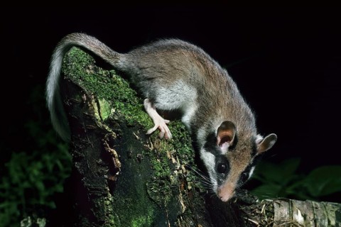 Garden dormouse