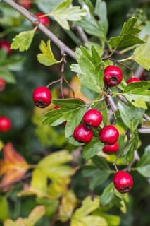 Common hawthorn