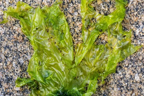Sea lettuce
