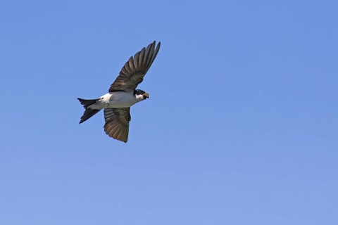 Common house martin