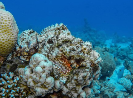 Scorpionfish