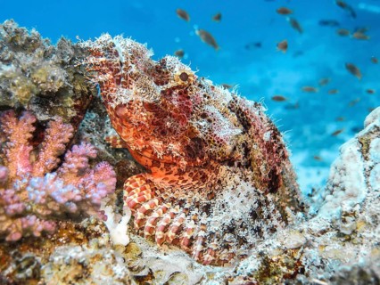 Scorpionfish