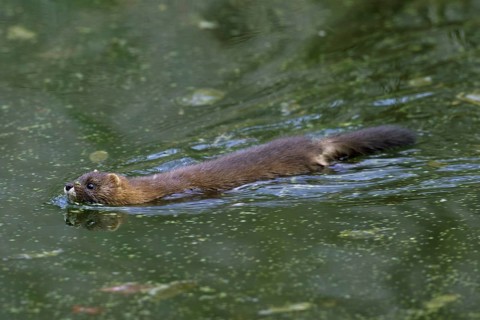 European mink