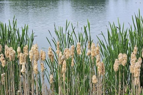 Common Bulrush