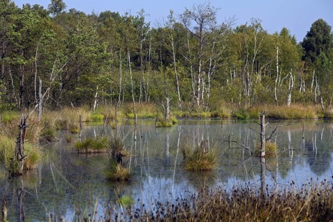 Pietzmoor