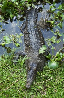 American crocodile