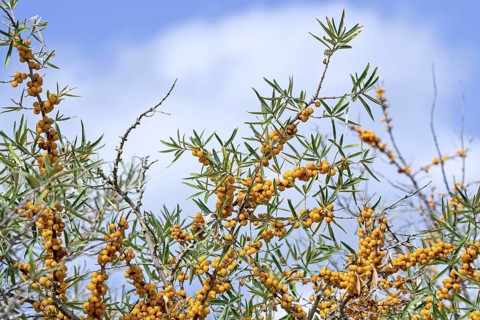 Orange berries of the common sea buckthorn