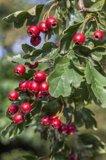 Common hawthorn