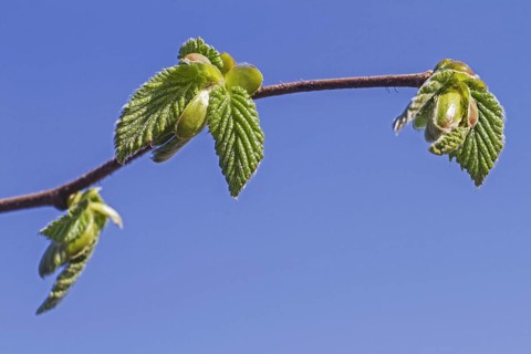 Buds opening and leaves emerging from common hazel