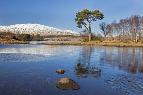 Scots pine
