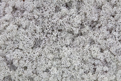 Reindeer lichen