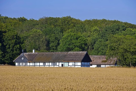 Traditional farmhouse with thatched roof in wheat field