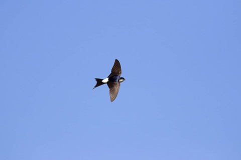 Common house martin
