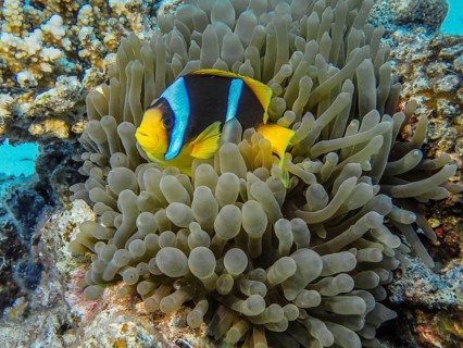 Sea anemone