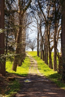 Forest path