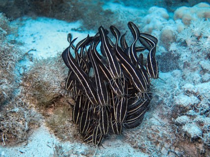 Shoal of striped eel catfish