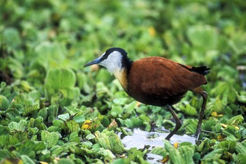 African jacana