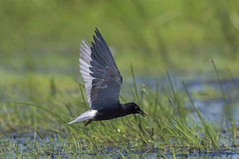 Black tern
