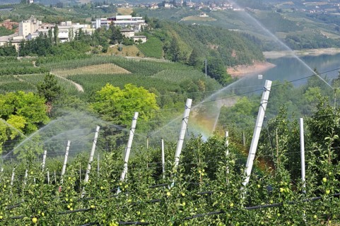 Apple tree orchard being sprinkler irrigated at Val di Non