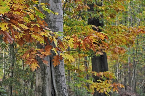 Leaves in autumn colours of northern red oak