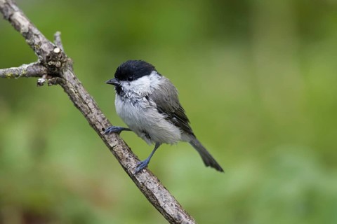 Marsh tit